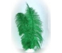 Veer spadonis groen ca. 50 cm lang