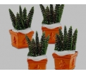 Potted spruce tops set 4 st