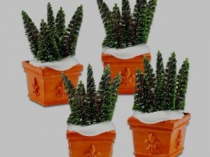 Potted spruce tops set 4 st