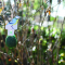 Vogelhanger zonnebloempitten - Niet alleen praktisch, maar ook decoratief. Deze vogelhanger kan middels het jute touw overal in de tuin worden opgehangen - netto 110gr