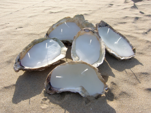 Oyster Candles Groot (5-7 stuks), als geschenk verpakt in een oesterkistje